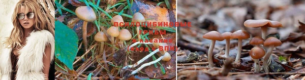 крисы Бронницы